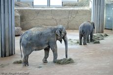 Asiatischer Elefant (2 von 21).jpg